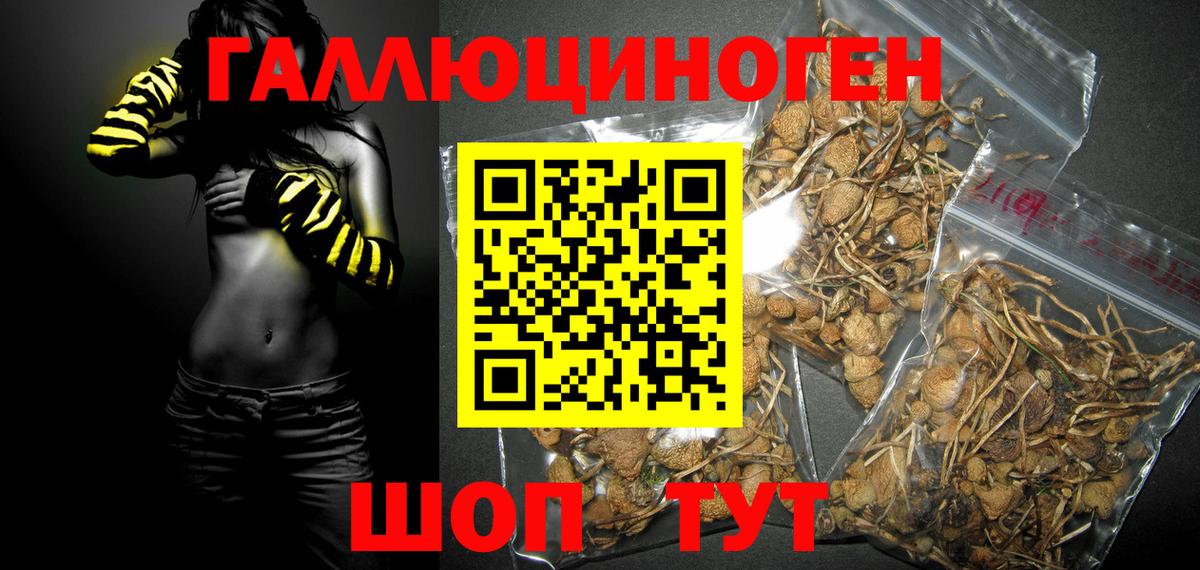 Галлюциногенные грибы Psilocybine cubensis Асино